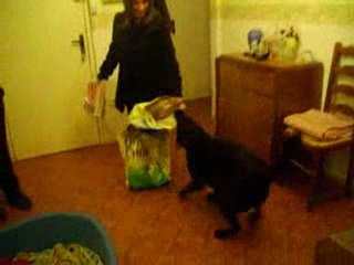 Tara veut pas jetter son sac de croquettes