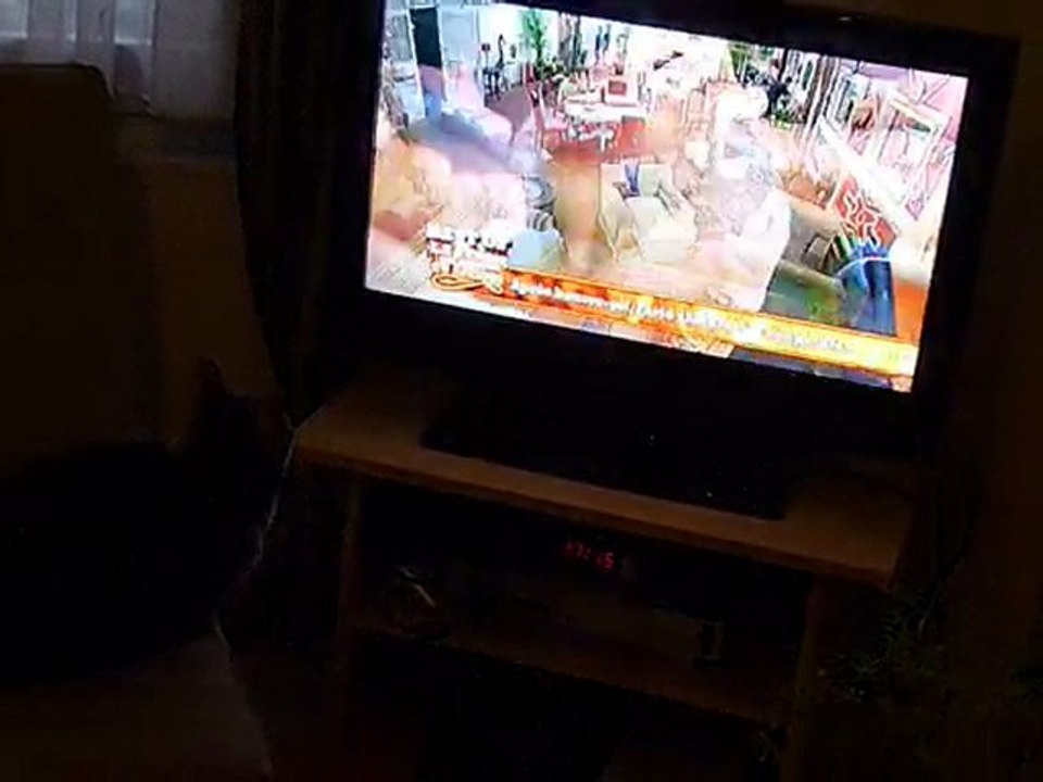 Mon chat est fan