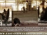 East German Shepherds III
