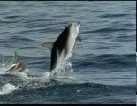 les dauphins, danseurs de l'océan (4 et fin)