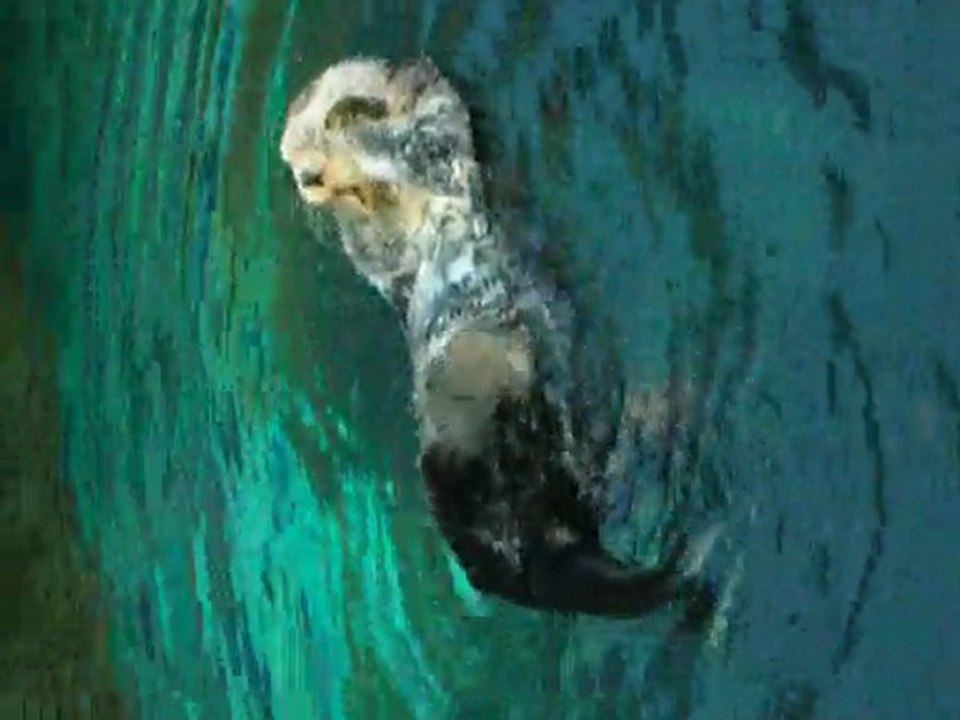 Loutre