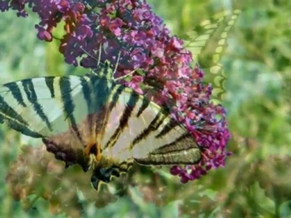 Papillons photo Patou