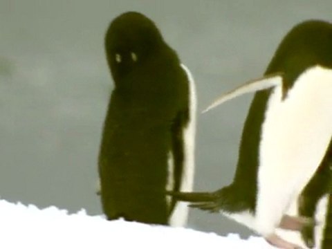 Penguins in Antarctica to be replaced by jellyfish