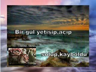 Dal Goncayı Bir Sabah Açılmış Buldu