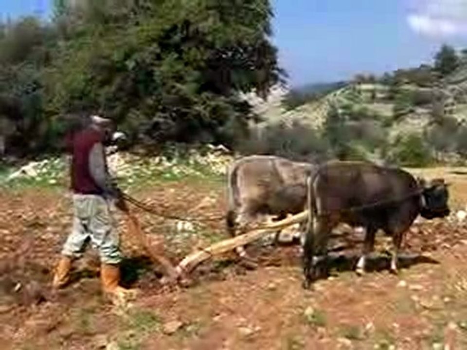 Karasabanla çiftçilik 4