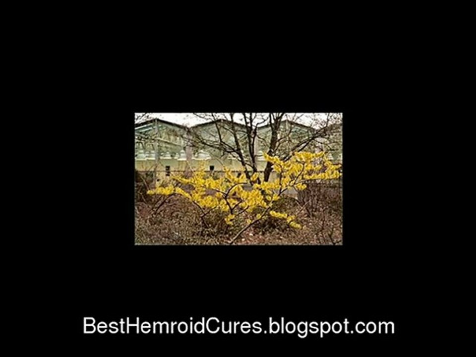 Witch Hazel Hemorrhoids,Secret Tiger in The Woods?