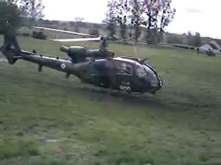 Gazelles au décollage