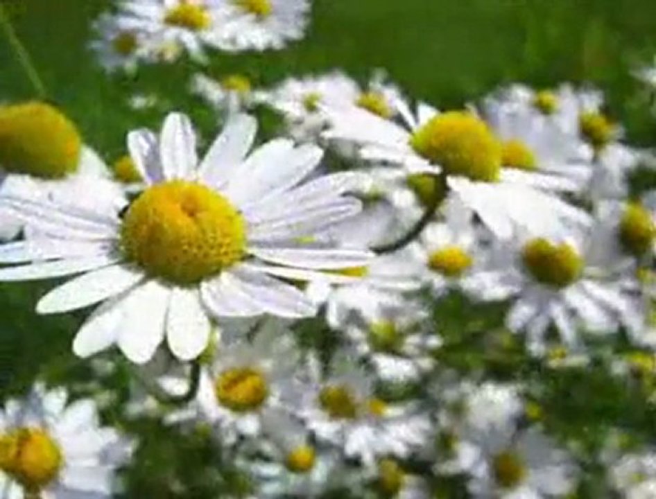 Şecaattin Tanyerli - Papatya Gibisin