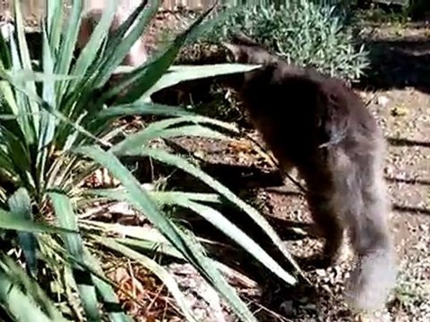 Coulis & Balkan -jardin-