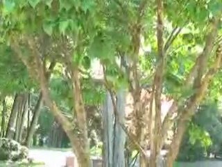 Choose Plants For Your Garden