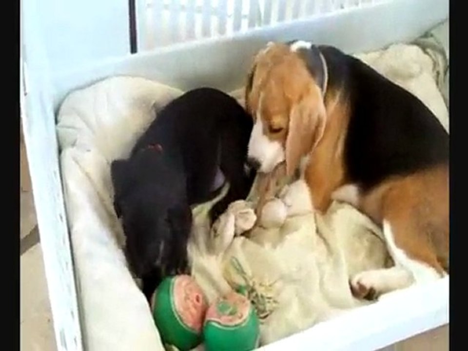 Chiens : http://ElsieAndExL.skyrock.com/ ☺