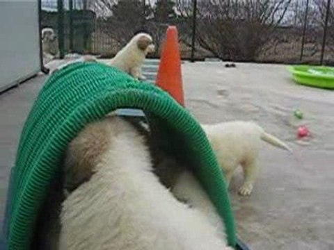 Authentiques Chiots Montagne des Pyrénées Patou LOF