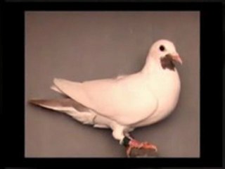 Pigeon Pals Racing Club Daily Results 214