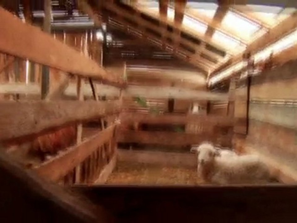 shepherd & sheep