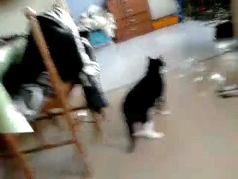 chat vs chien 2