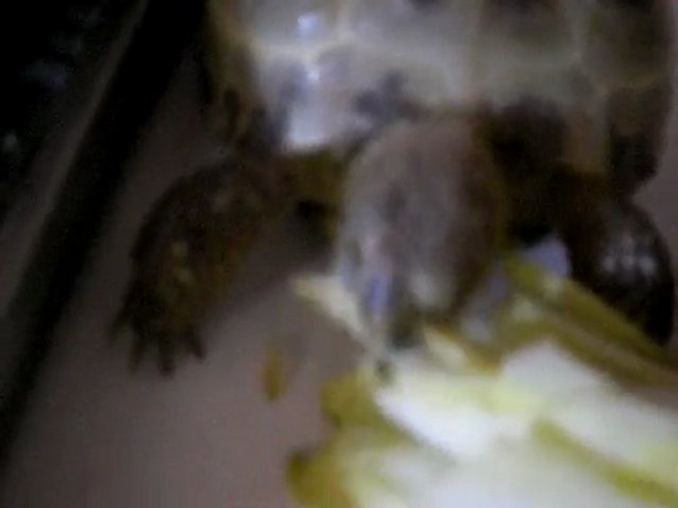 tortue qui mange