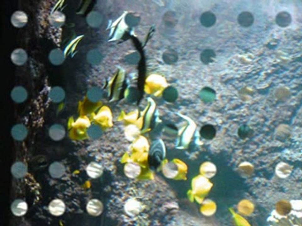 LAquarium  de la Rochelle