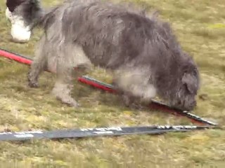 b pyrénées  cavage