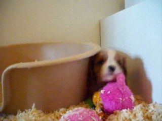 ENGLISH ROSE "Rosy", chiot cavalier king charles