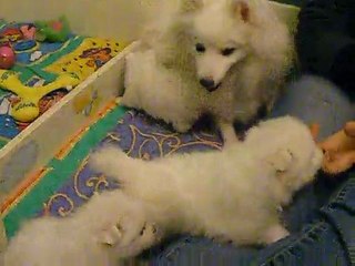 Soirée papouilles  avec Bibou