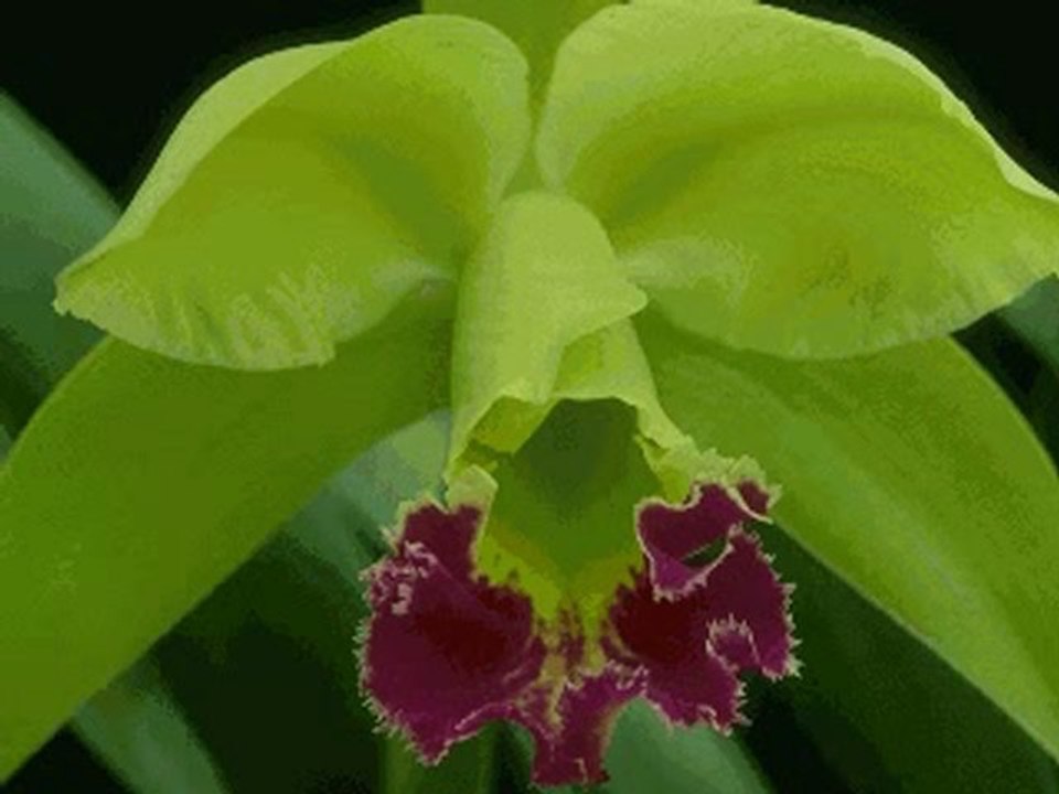 Le Coran ,Sourate 1 : AL-FATIHA (PROLOGUE )TRADUCTION AUDIO