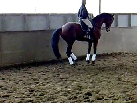 wes fev 2010 piaffer (18 mois de travail)