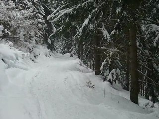 14 02 2010 Luge en foret 4