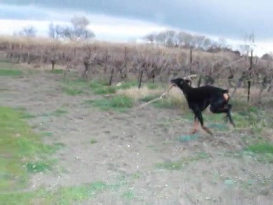 video de cette semaine fevrier 2010