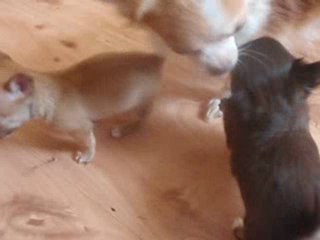 21 février bb chocos 001