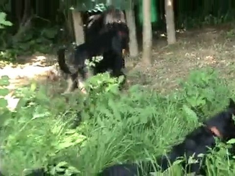 poids plume, poids lourd . Partie 1 et partie 2