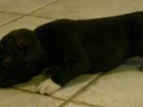 MALE N°3     chiot staffordshire bull terrier staffie62