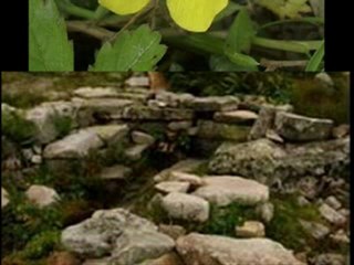 palovit-alacalı kuş -gökhan birben-www.kavrun.tr.gg