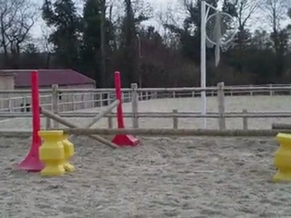 THE GOLD FOX ( Etalon PS Palomino) PREMIERS SAUTS EN LIBERTE