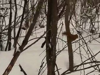 ecureuil dans la neige