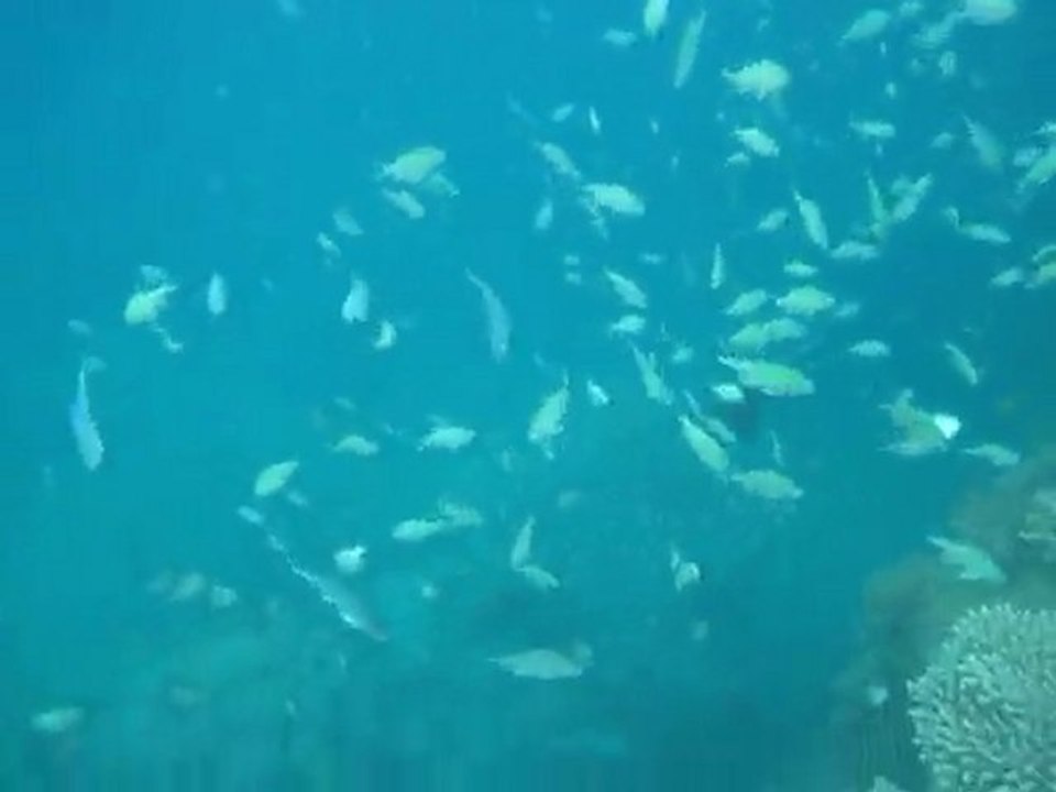 jimbani 21