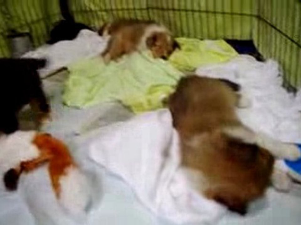 Infancy cute puppy~A02