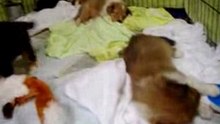 Infancy cute puppy~A02