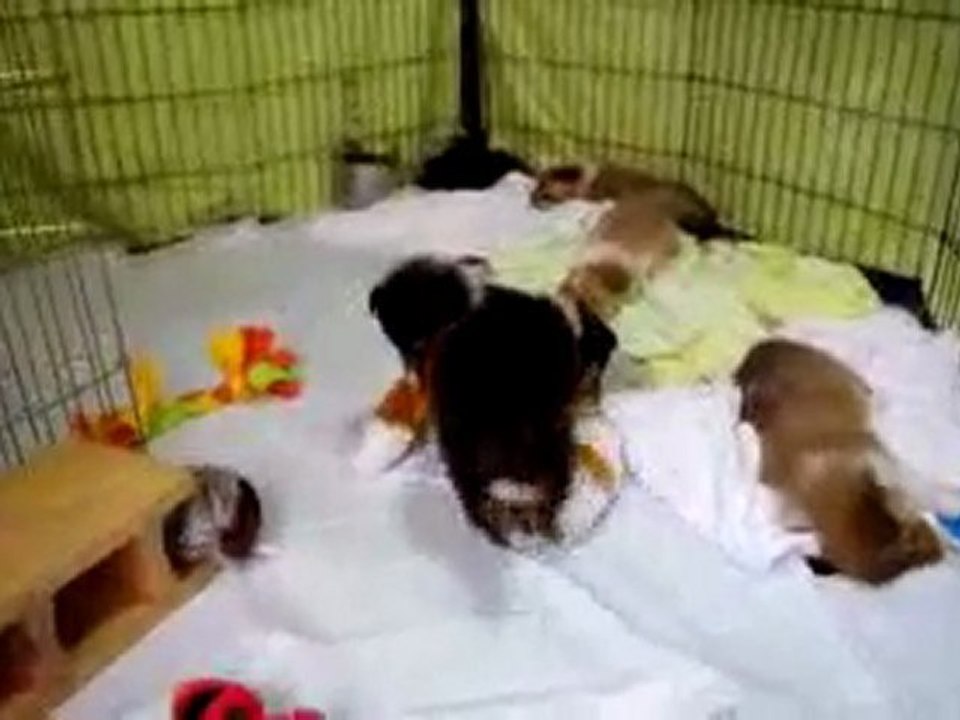 Infancy cute puppy~A03