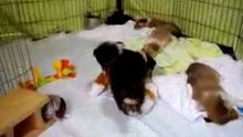 Infancy cute puppy~A03