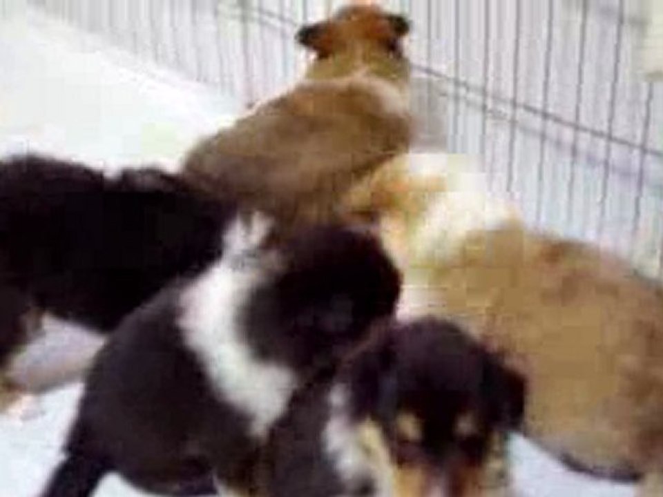 Infancy cute puppy~A04