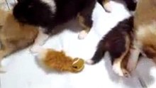 Infancy cute puppy~A05