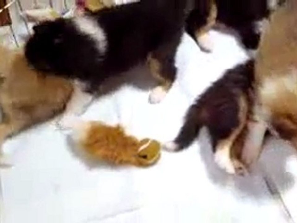 Infancy cute puppy~A05
