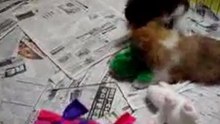 Infancy cute puppy~A08