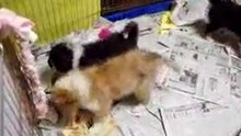 Infancy cute puppy~A15
