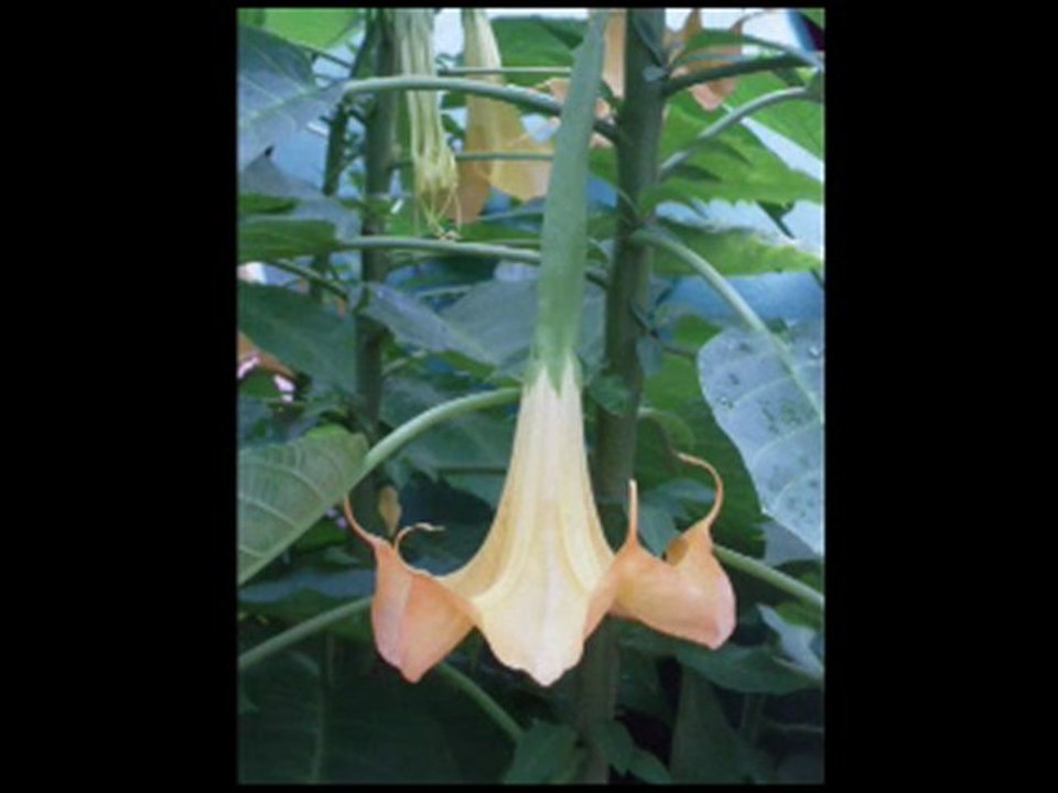 DARE TO BE DIFFERENT 100PERCENTREALWORDS BLOGSPOT.COM