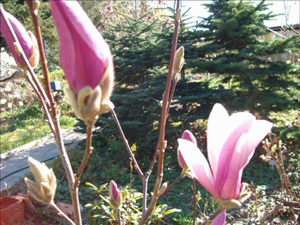 Magnolienblüte April 2009 (II)