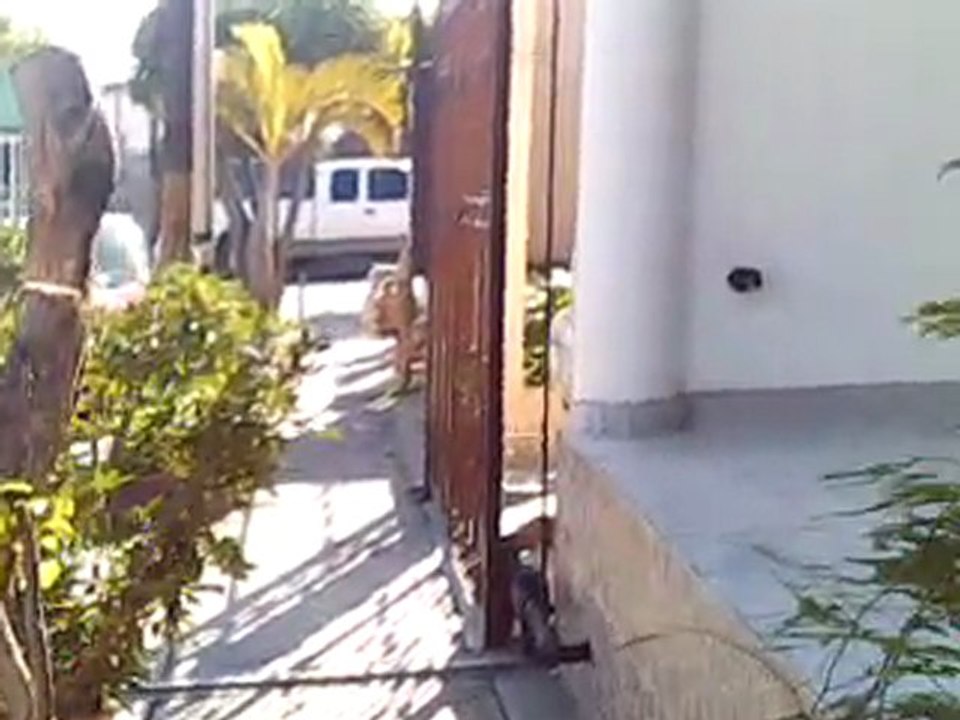 Vid0009