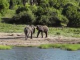 Eléphants - Botswana/Namibie