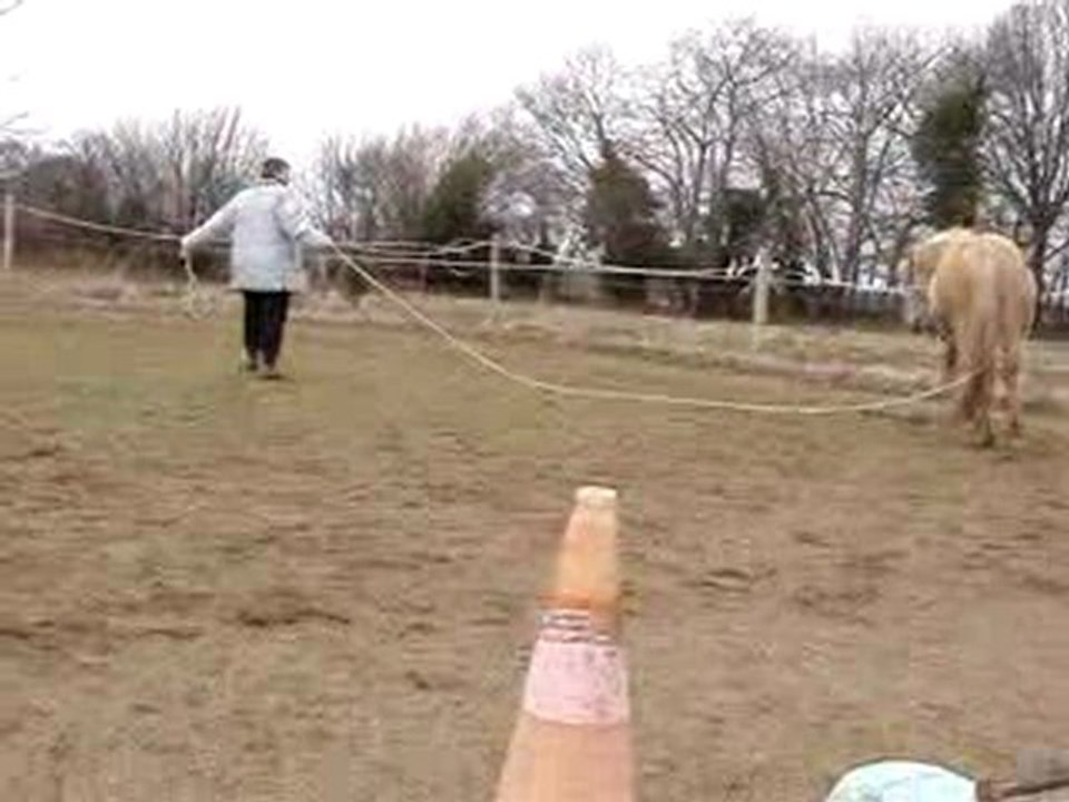 galop bel arrêt deux demi tours