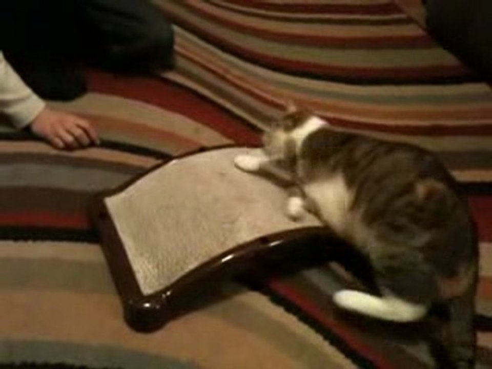 Emery Cat
